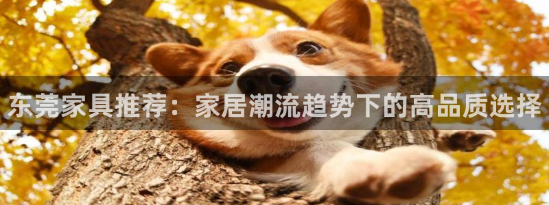 球盟会app网址多少号