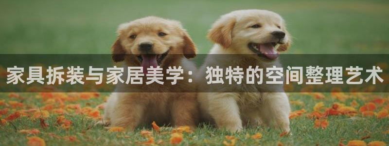 球盟会APP最新地址