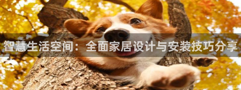 球盟会下款快吗