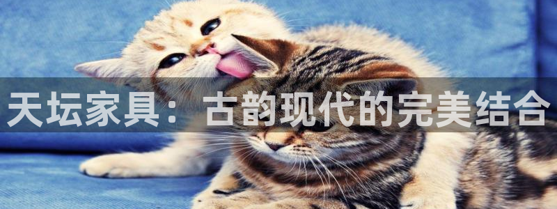 球盟会黑平台